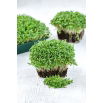 Microgreens - Lucerna siewna - młode listki o unikalnym smaku