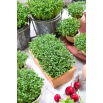 Microgreens - Rzeżucha - młode listki o unikalnym smaku