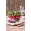 Microgreens - Rzodkiewka czerwona - młode listki o unikalnym smaku