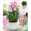 Tulipan Miss Elegance - GIGA paczka! - 250 szt.