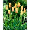 Tulipan Mona Lisa - GIGA paczka! - 250 szt.