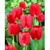 Tulipan Spring Song - GIGA paczka! - 250 szt.