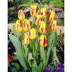 Tulipan Washington - GIGA paczka! - 250 szt.