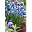 Szafirek Auchera - Muscari Mount Hood - GIGA paczka! - 250 szt.