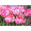 Tulipan Elsenburg - GIGA paczka! - 250 szt.