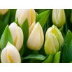 Tulipan Lemon Giant - GIGA paczka! - 250 szt.