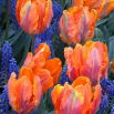 Tulipan Prinses Irene Parrot - GIGA paczka! - 250 szt.