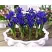 Irys botaniczny - Blue Hill - GIGA paczka! - 500 szt.