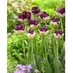 Tulipan Wow - duża paczka! - 50 szt.