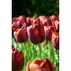 Tulipan Dom Pedro - GIGA paczka! - 250 szt.