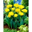 Tulipan Monte Carlo - GIGA paczka! - 250 szt.