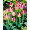 Tulipan Judith Leyster - GIGA paczka! - 250 szt.
