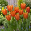 Tulipan Greetje Smit - GIGA paczka! - 250 szt.