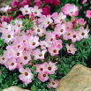 Szczawik chilijski - Oxalis Adenophylla - GIGA paczka! - 250 szt.