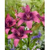 Lilia azjatycka - Purple Dream - GIGA paczka! - 50 szt.