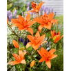 Lilia - Orange Summer - GIGA paczka! - 50 szt.