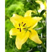 Lilia - Yellow Power - GIGA paczka! - 50 szt.