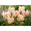 Tulipan Serano - 5 szt.