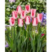 Tulipan Sweet Simone - 5 szt.