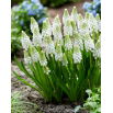 Szafirek White Pearl - 5 szt.