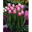 Tulipan Ollioules - duża paczka! - 50 szt.