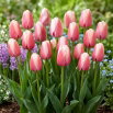 Tulipan Ollioules - GIGA paczka! - 250 szt.