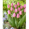 Tulipan Light Pink Prince - duża paczka! - 50 szt.