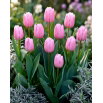 Tulipan jasnoróżowy - Light Pink - GIGA paczka! - 250 szt.