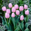 Tulipan jasnoróżowy - Light Pink - 5 szt.