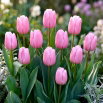 Tulipan jasnoróżowy - Light Pink - 5 szt.