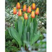 Tulipan World Peace - 5 szt.