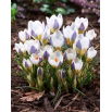 Krokus Blue Bird - GIGA paczka! - 500 szt.