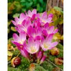 Zimowit - Colchicum speciosum - duża paczka! - 10 szt.