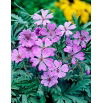 Bodziszek bulwiasty - Geranium tuberosum - duża paczka! - 50 szt.