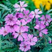Bodziszek bulwiasty - Geranium tuberosum - duża paczka! - 50 szt.