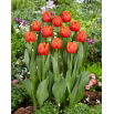 Tulipan Esta Bonita - duża paczka! - 50 szt.