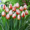 Tulipan Happy Generation - 5 szt.