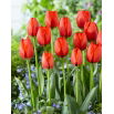 Tulipan Worlds Fire - duża paczka! - 50 szt.