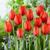 Tulipan Worlds Fire - duża paczka! - 50 szt.
