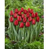 Tulipan Seadov - 5 szt.