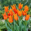 Tulipan liliokształtny pomarańczowy - Lilyflowering orange - duża paczka! - 50 szt.