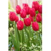 Tulipan Burgundy Lace - duża paczka! - 50 szt.