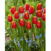 Tulipan Fabio - duża paczka! - 50 szt.