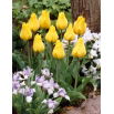 Tulipan Golden Tango - 5 szt.