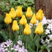 Tulipan Golden Tango - duża paczka! - 50 szt.