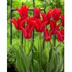 Tulipan Moneymaker - 5 szt.