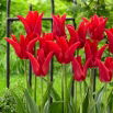 Tulipan Moneymaker - 5 szt.