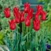 Tulipan liliokształtny czerwony - Lilyflowering red - duża paczka! - 50 szt.
