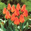Tulipan Orange Elite - 5 szt.