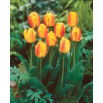 Tulipan Oxford Wonder - GIGA paczka! - 250 szt.
